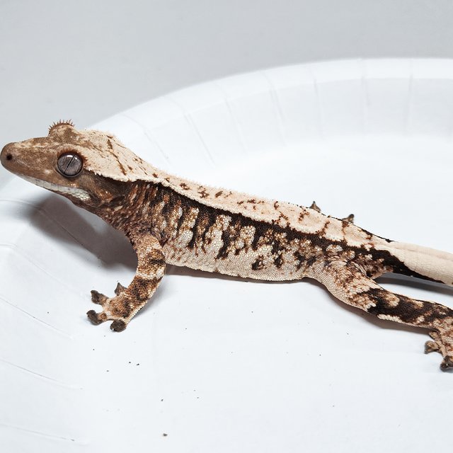 Tri Extreme Harlequin