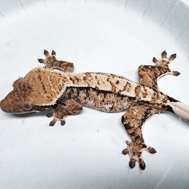 Tri Extreme Harlequin