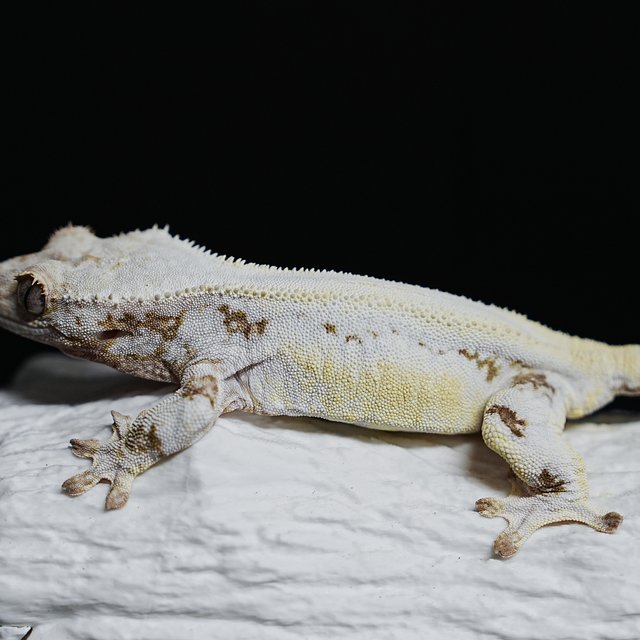 Full Pinstripe Solid Back Lilly White