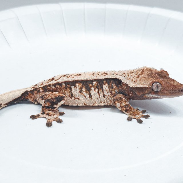 Tri Extreme Harlequin