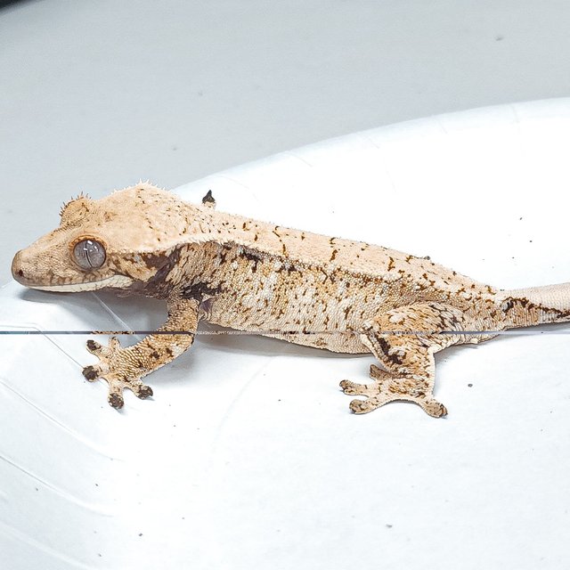 Tri Extreme Harlequin