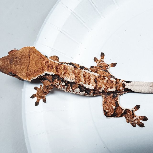Tri Extreme Harlequin