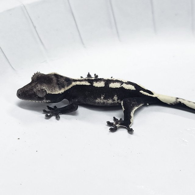 Sable Axanthic