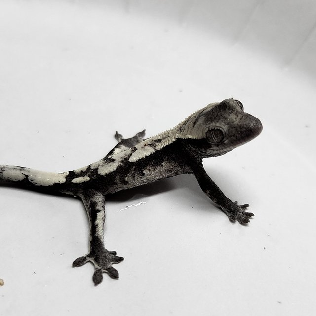 Sable Axanthic