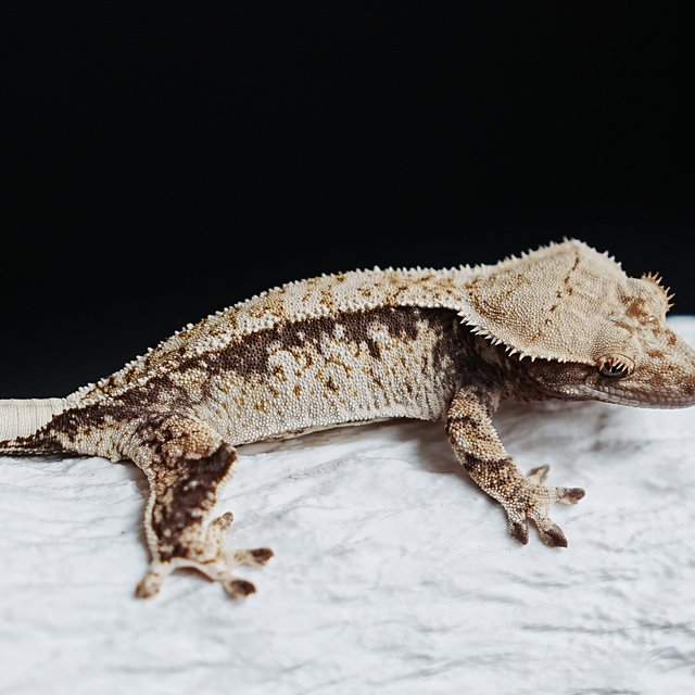 Tri Extreme Harlequin