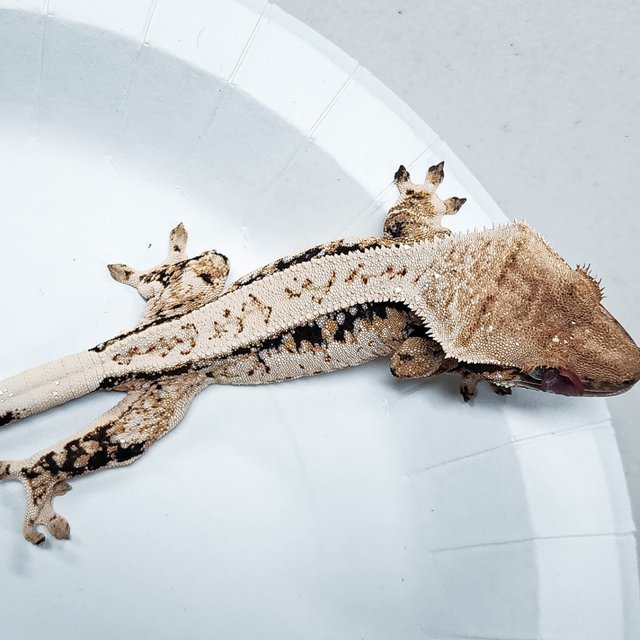 Tri Extreme Harlequin