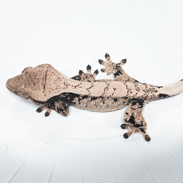 Tri Extreme Harlequin