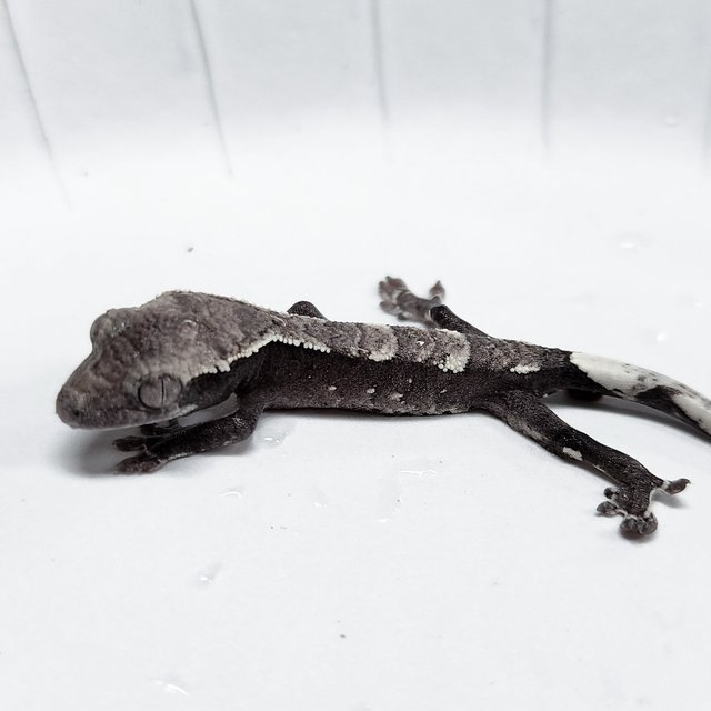 Axanthic