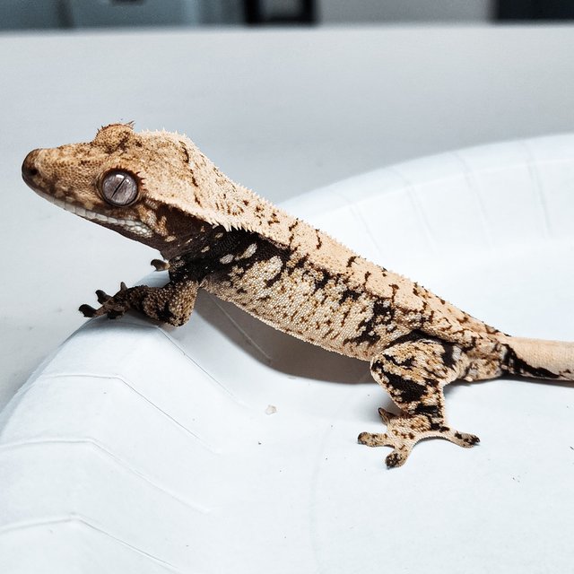 Tri Extreme Harlequin