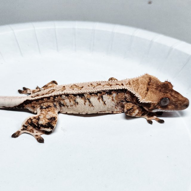 Tri Full Pinstripe Extreme Harlequin