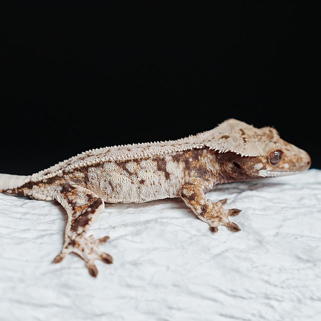 트라이 익스트림할리퀸