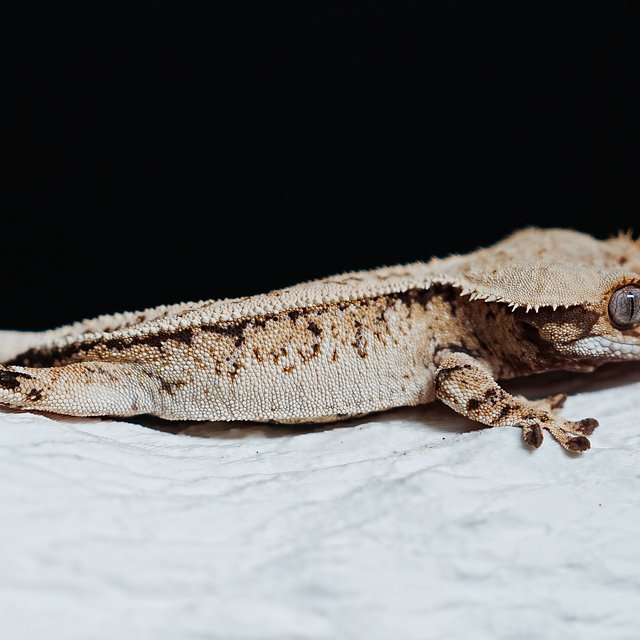 Tri Extreme Harlequin