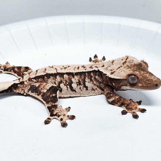 Tri Extreme Harlequin