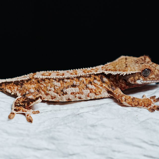 트라이 익스트림할리퀸