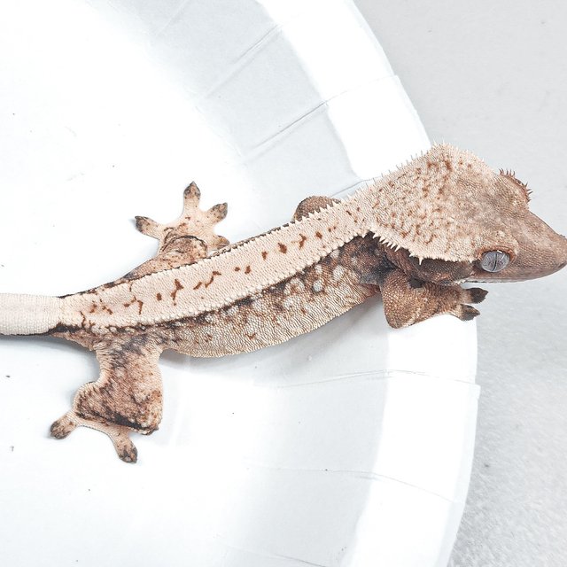 Full Pinstripe Tri Extreme Harlequin