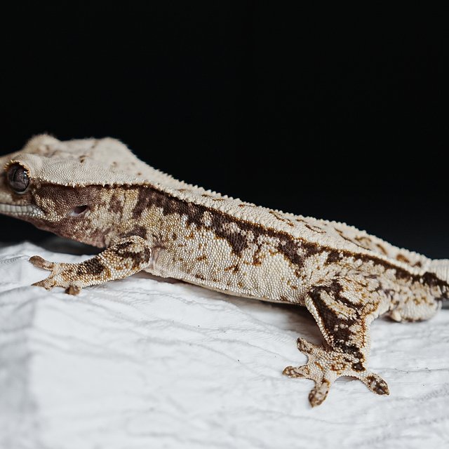 Full Pinstripe Tri Extreme Harlequin