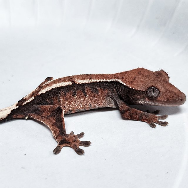 100% Het Axanthic Sable