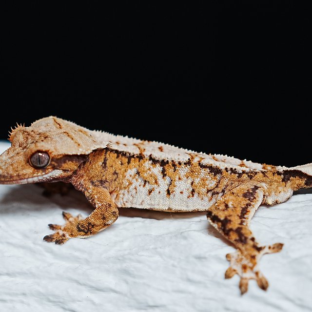 트라이 익스트림할리퀸