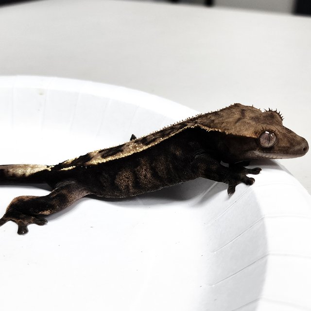 Sable 100% Het Axanthic