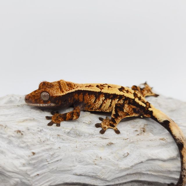 세이블