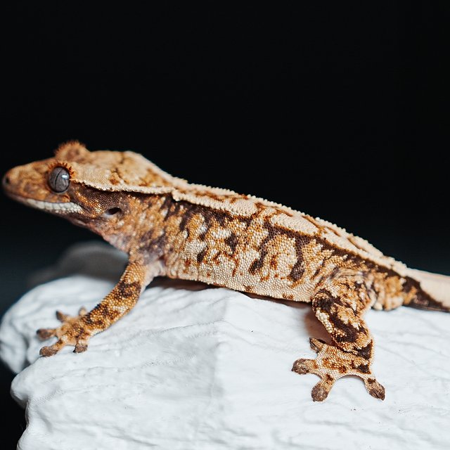 트라이 익스트림할리퀸