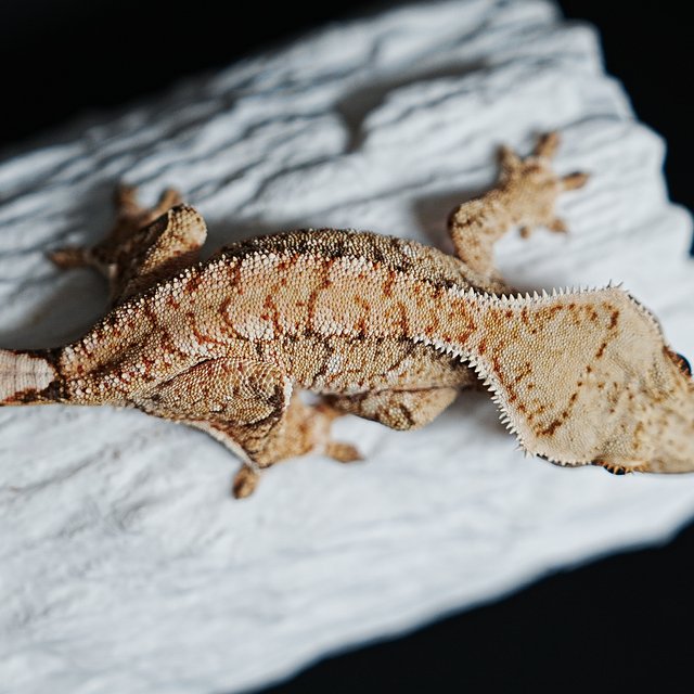 트라이 익스트림할리퀸