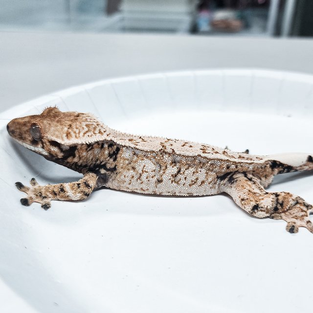Extreme Harlequin Tri