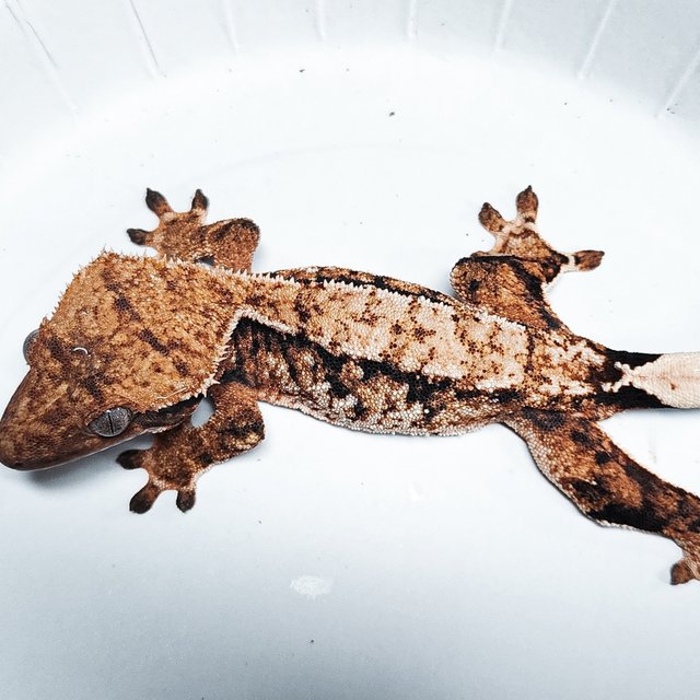 Tri Extreme Harlequin