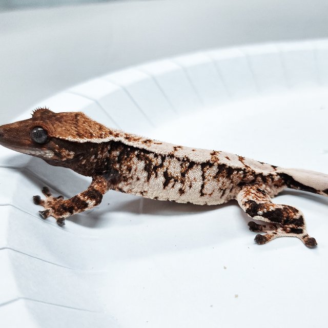 Tri Extreme Harlequin