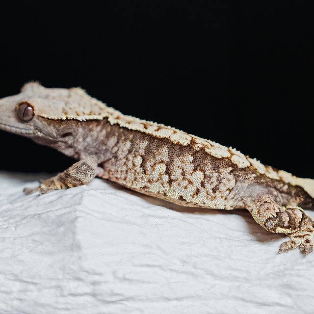 트라이 익스트림할리퀸