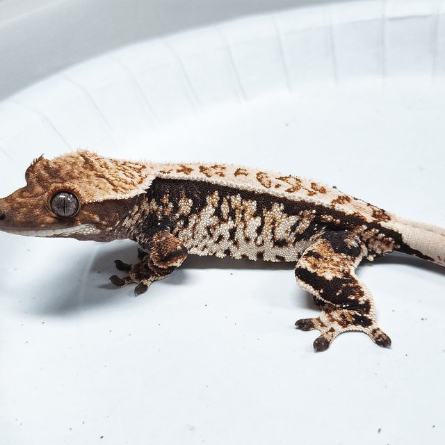 Tri Extreme Harlequin