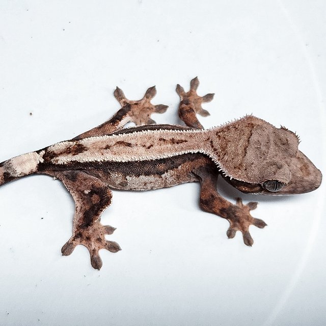 100% Het Axanthic Sable