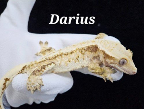 트라이 익스트림할리퀸