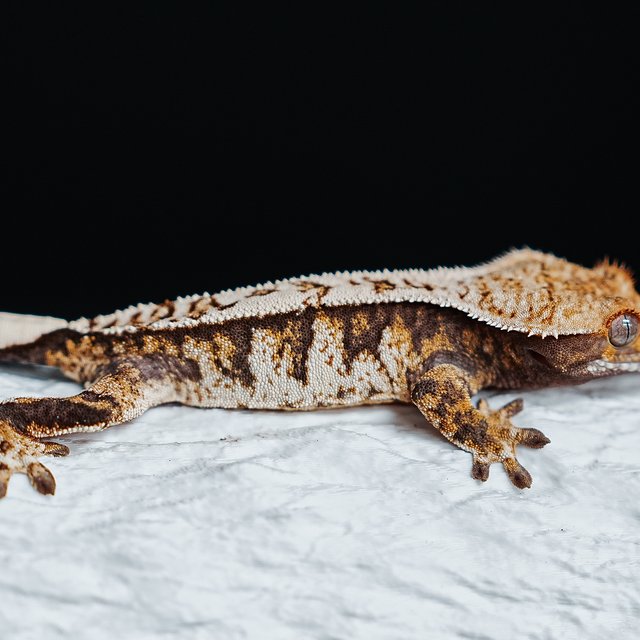 트라이 익스트림할리퀸