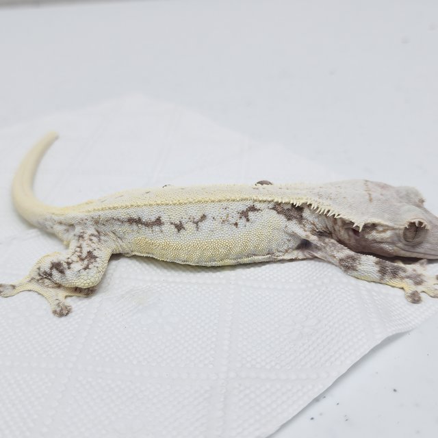 풀핀 릴리화이트