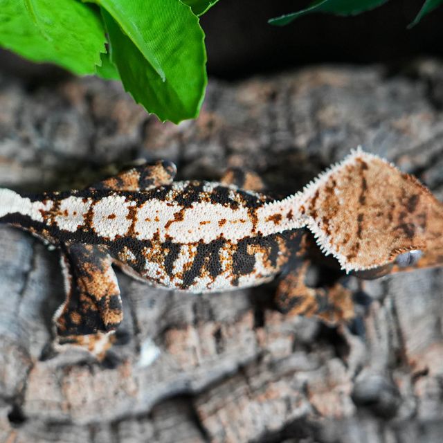 트라이 익스트림할리퀸