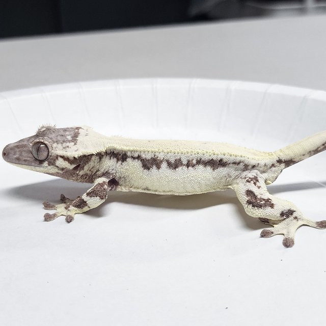 Full Pinstripe LW Sable