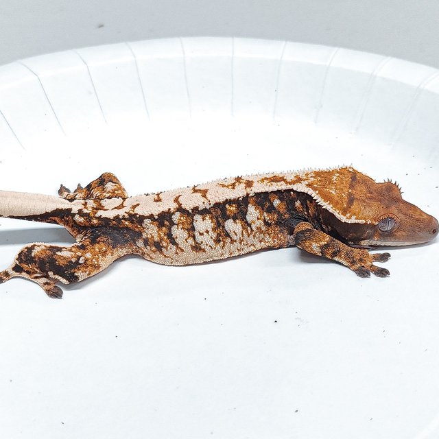 Tri Extreme Harlequin