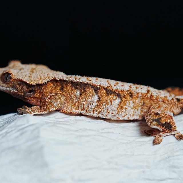 트라이 익스트림할리퀸