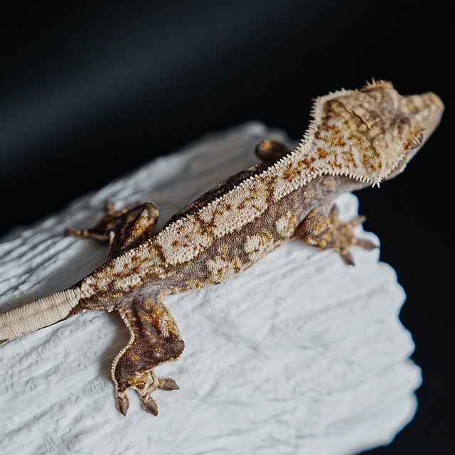 Tri Extreme Harlequin