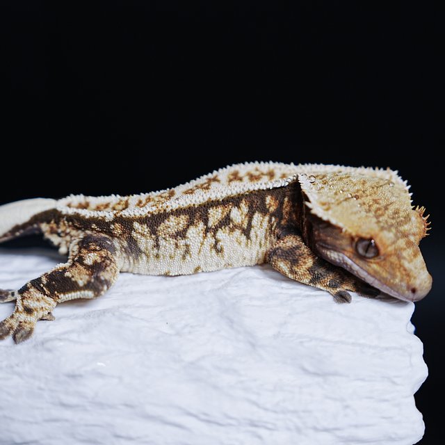 Tri Extreme Harlequin