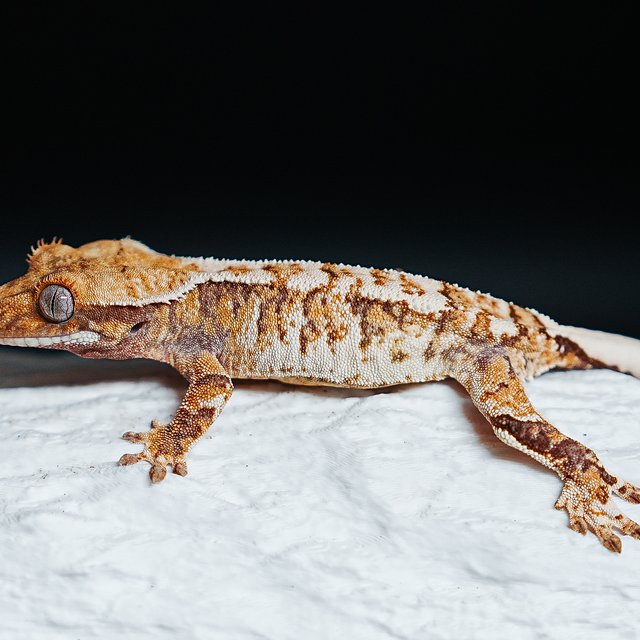 트라이 익스트림할리퀸