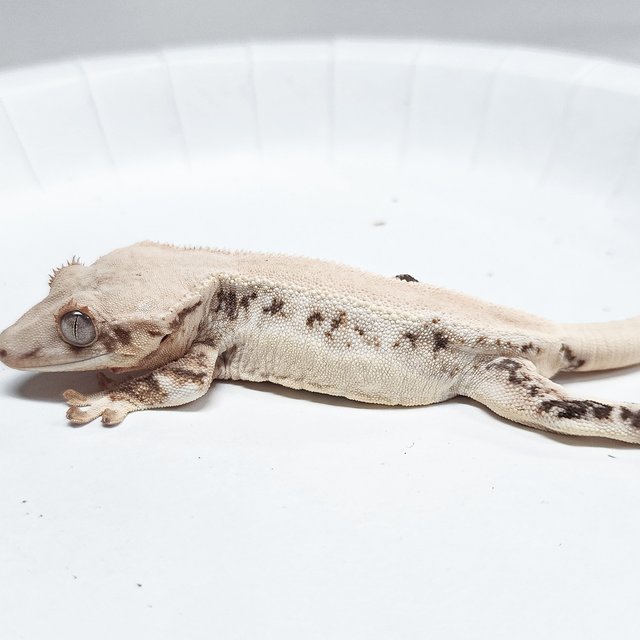 Solid Back Lilly 100% Het Axanthic