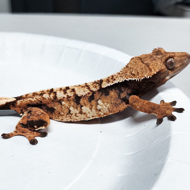 Tri Extreme Harlequin