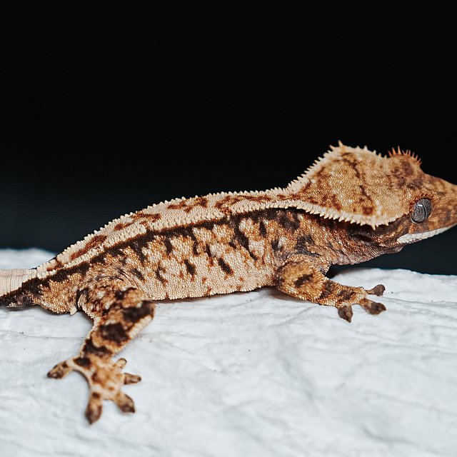 트라이 익스트림할리퀸