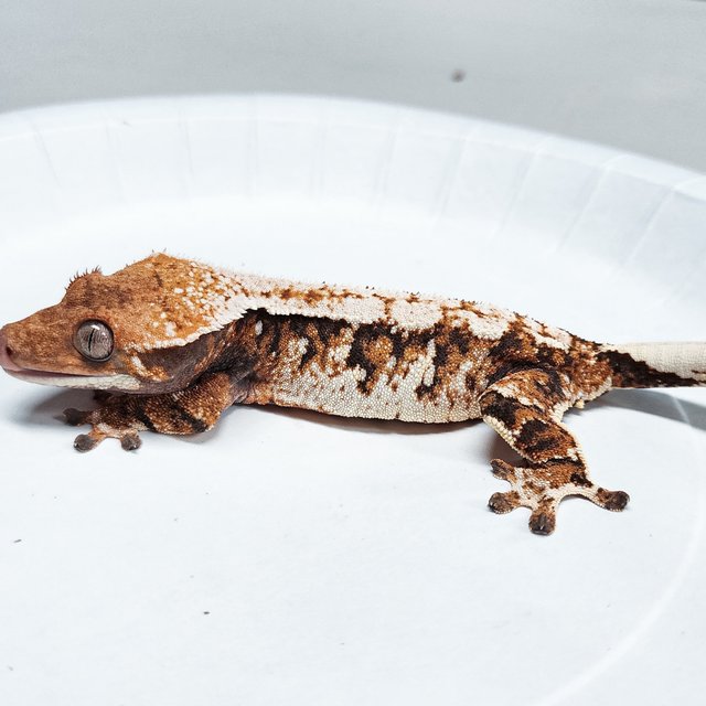 Tri Extreme Harlequin