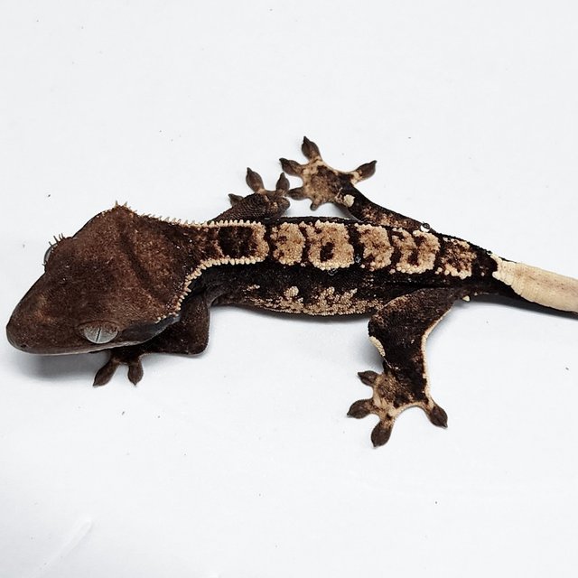 100% Het Axanthic