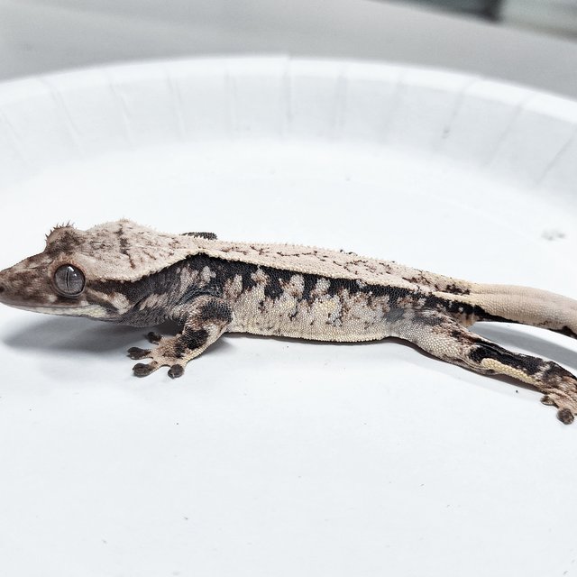 Tri Extreme Harlequin