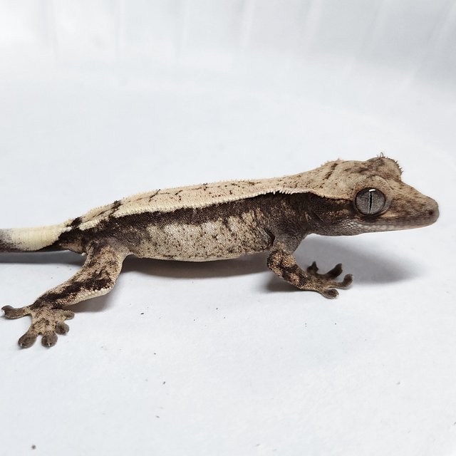 100% Het Axanthic Sable