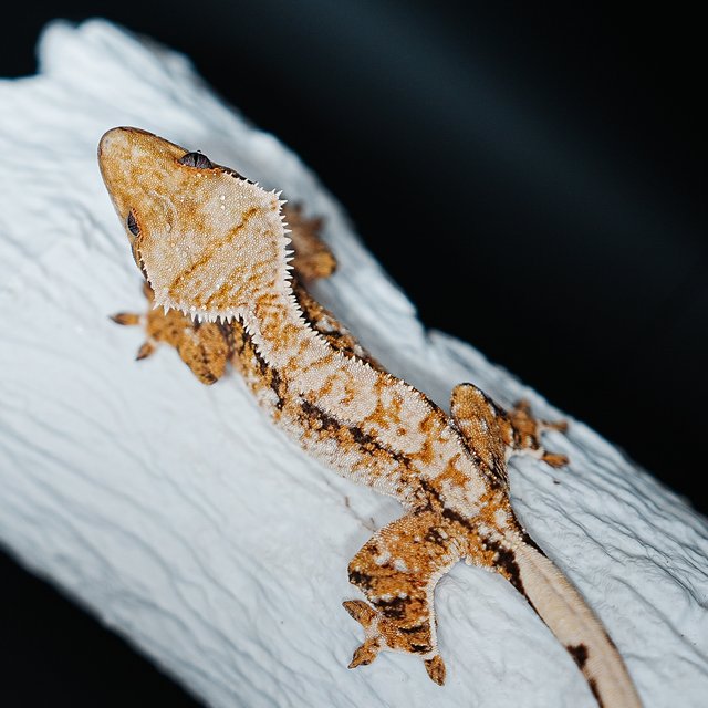 트라이 익스트림할리퀸